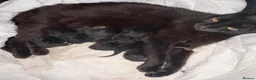 Mixed Breed cats for sale: Kittens  - Advert 4