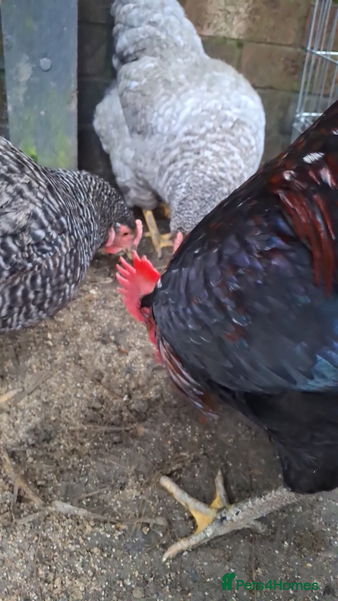 Chickens poultry Cockerel - Advert 20