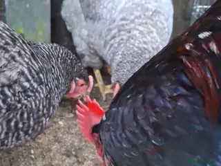 Chickens poultry Cockerel - Advert 20