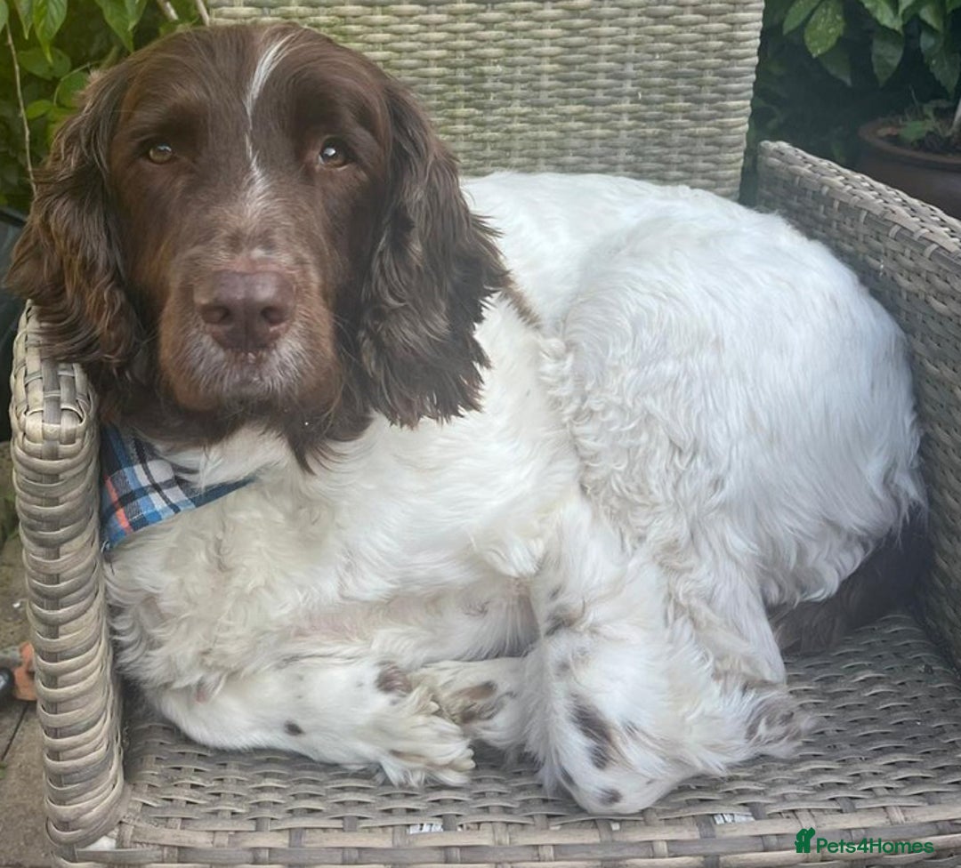English Springer Spaniel dogs for adoption: Child friendly Charlie wants a new forever home - Advert 4