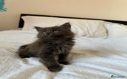 Maine Coon cats for sale: Blue Main Coon - Image 4