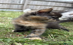 Maine Coon cats for sale: 3/4 mainecoon kittens polydactyl  - Image 9