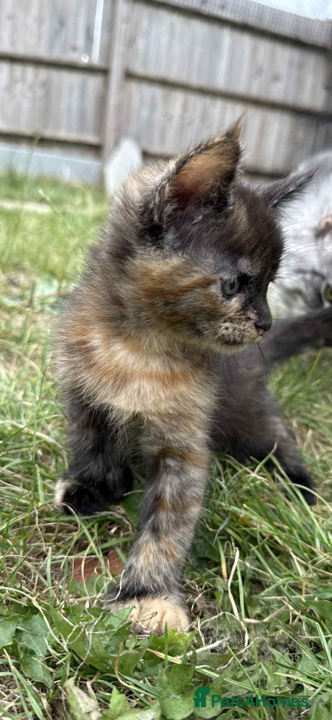 Maine Coon cats for sale: 3/4 mainecoon kittens polydactyl  - Image 9