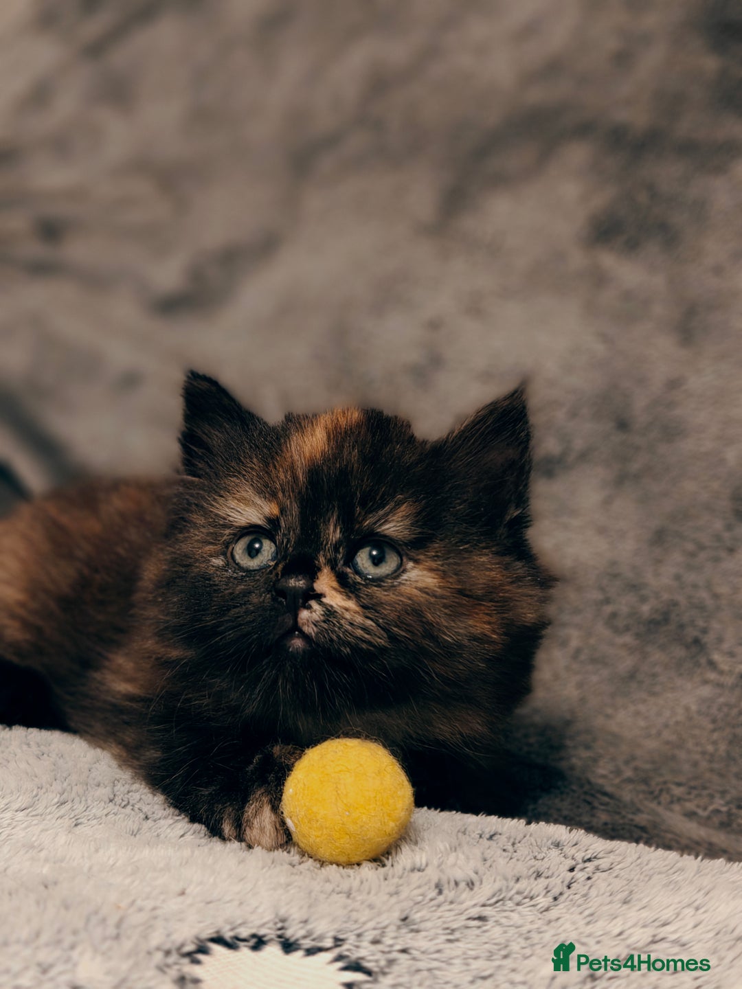 British Longhair cats for sale: British Longhair Cross Kittens  - Advert 4