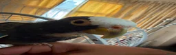 Parrots birds for sale: Hand Tammed White Capped Pionus Nith Lutino Genes in Barking - Advert 7