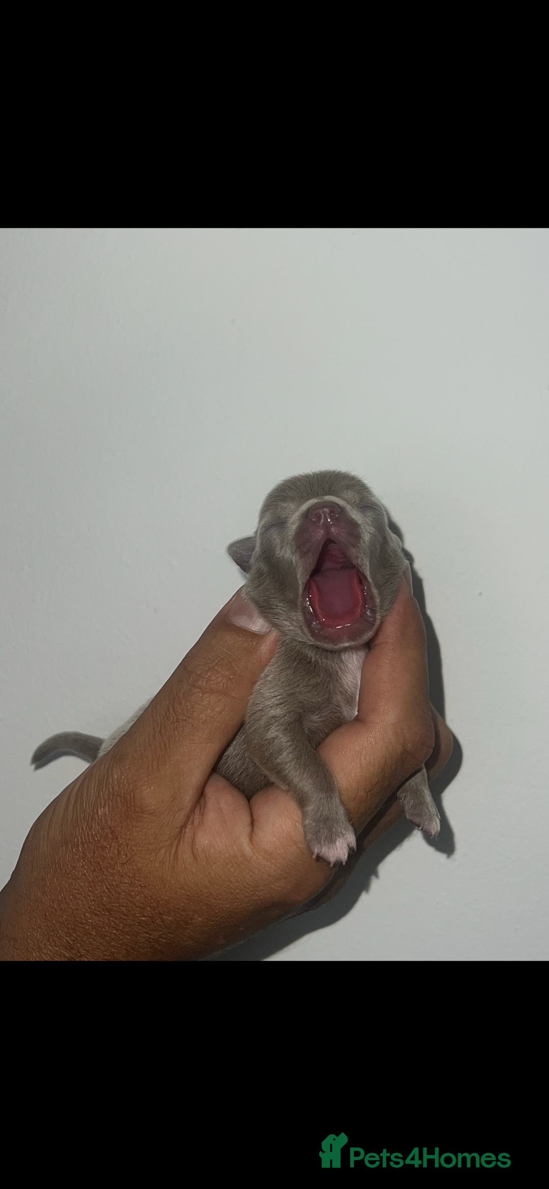 Chihuahua dogs for sale: Chihuahua puppy’s blue and lilicas  - Image 19