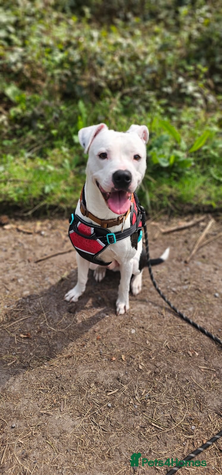 Mixed Breed dogs Marshal - PLEASE READ DESCRIPTION  - Advert 16