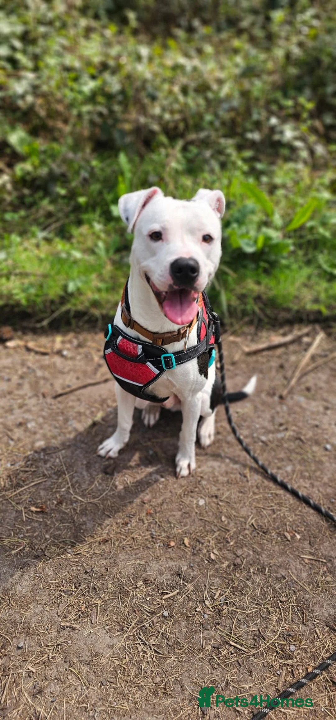 Mixed Breed dogs for sale: Marshal - PLEASE READ DESCRIPTION  - Advert 1