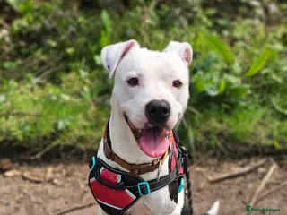 Mixed Breed dogs Marshal - PLEASE READ DESCRIPTION - Advert 16