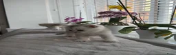 British Shorthair cats for sale: British Shorthair Silver Shaded - Advert 9