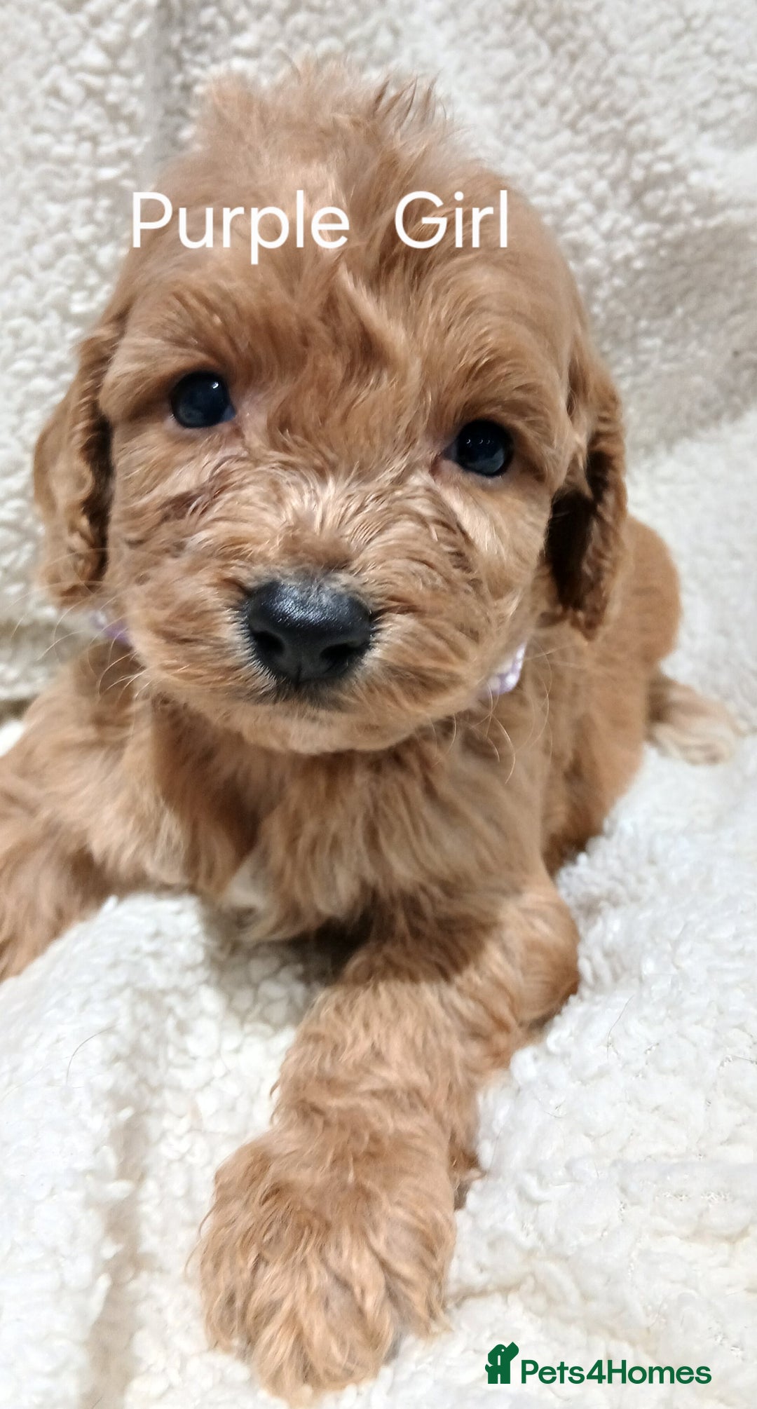 Cockapoo dogs for sale: PRA UNAFFECTED cockapoo  puppies  - Advert 5