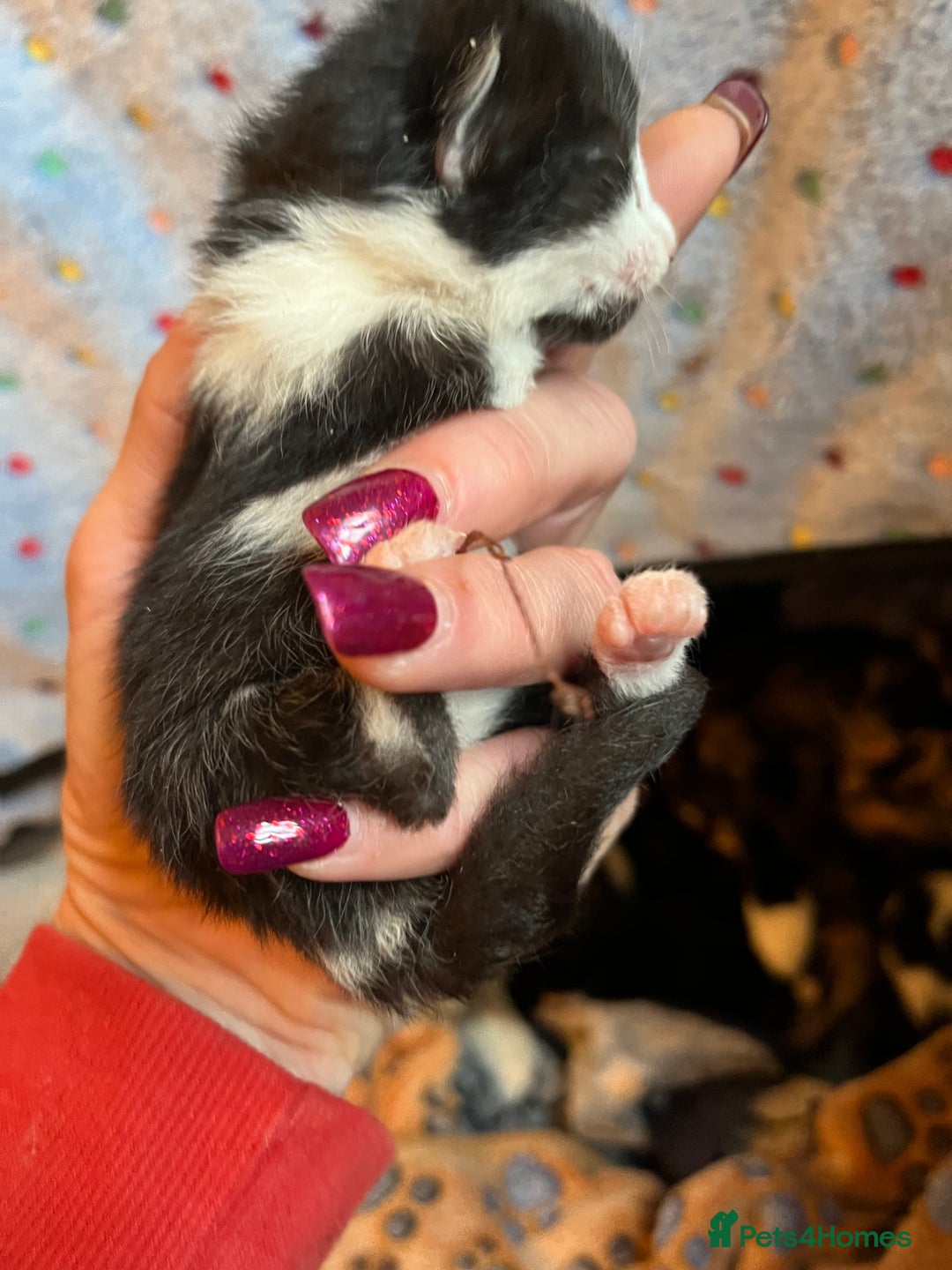 Mixed Breed cats for adoption: Rescue kittens looking for perfect homes - Advert 12