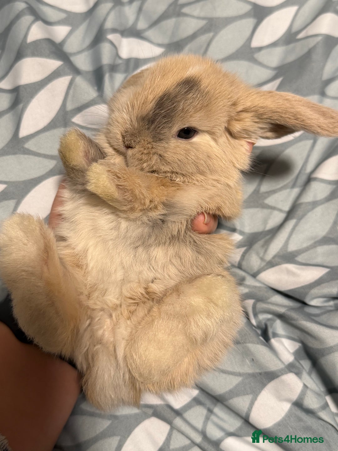 Mini Lop rabbits for sale: 5 Beautiful Baby Mini Lop Rabbits  - Advert 16