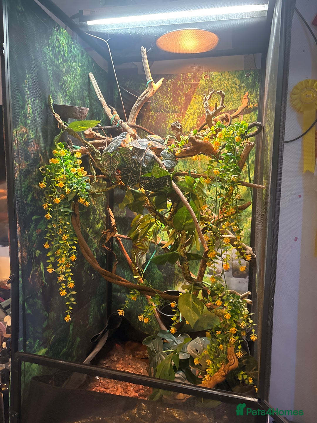 Chameleon reptiles for sale: Chameleon for sale  - Image 6