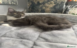Maine Coon cats for sale: Stunning Maine Coon Girl Kittens Ready Now  - Image 2