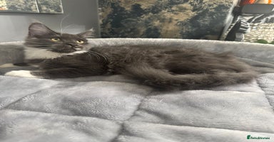 Maine Coon cats - Advert 16