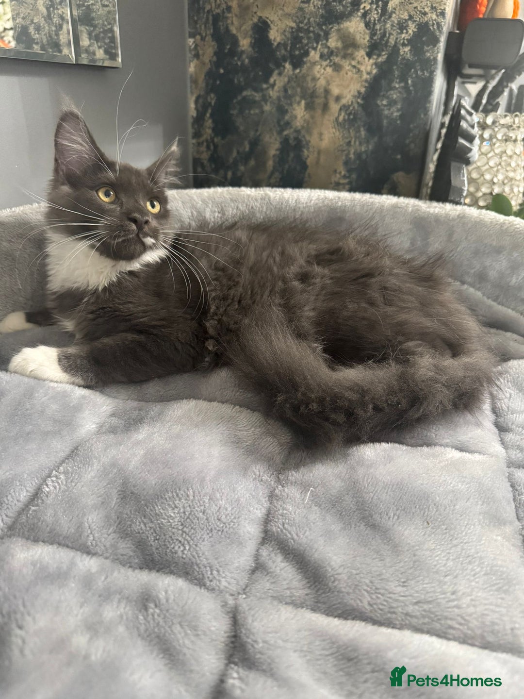 Maine Coon cats for sale: Stunning Maine Coon Girl Kittens Ready Now  - Image 2
