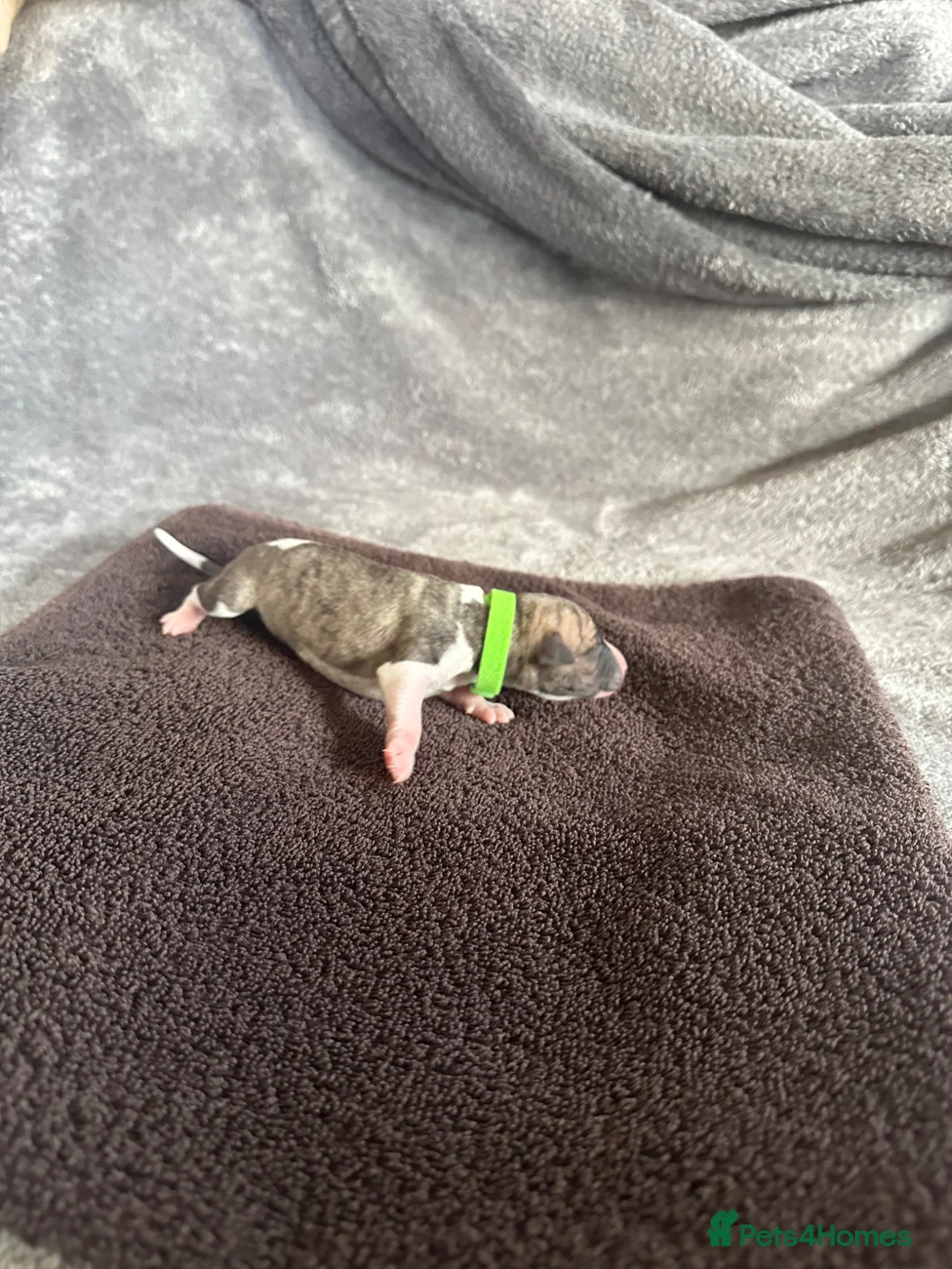 Whippet dogs for sale: KC Whippet Puppies Champion Sired Ready June  - Advert 37