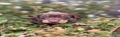 Dachshund 6