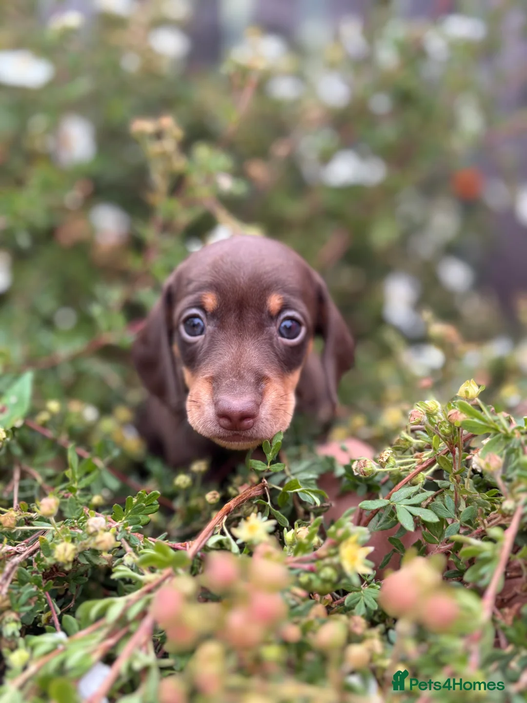 Dachshund dogs for sale: Beautiful litter of Dachshunds  - Advert 2
