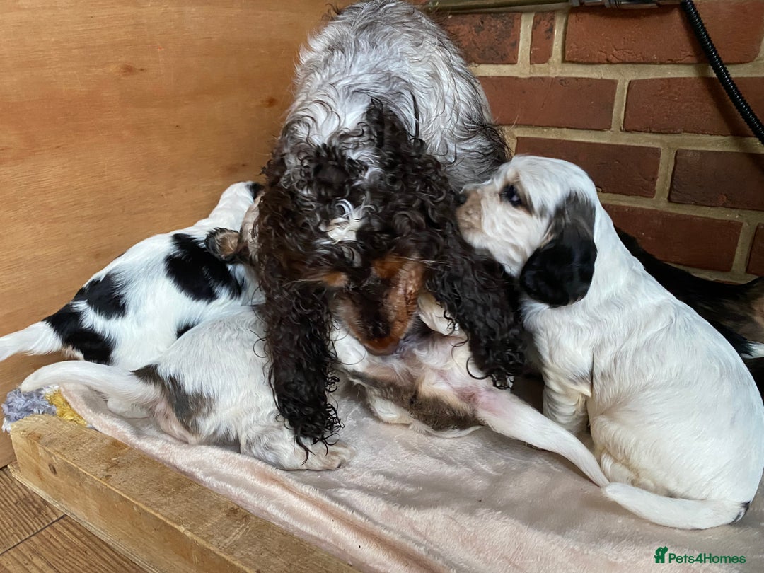 Cocker Spaniel dogs for sale: Chunky KC Cocker Spaniel puppies for sale  - Image 13
