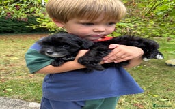 Maltipoo dogs for sale: Gorgeous tiny toy F1 Maltipoo puppies  - Image 20