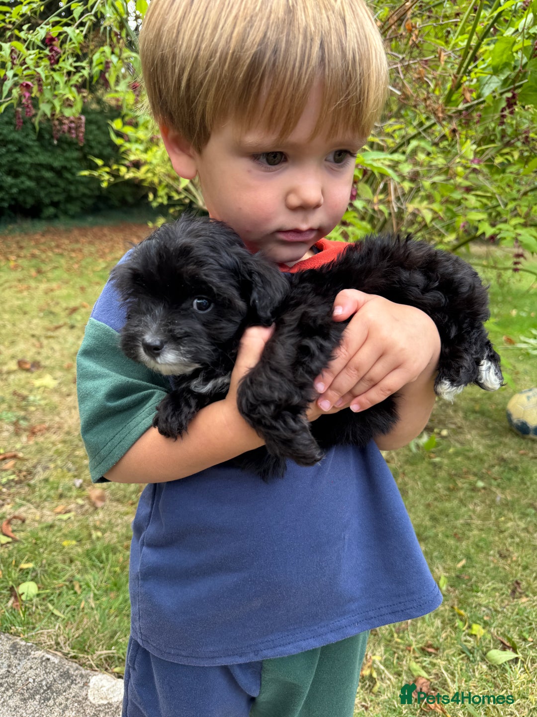 Maltipoo dogs for sale: Gorgeous tiny toy F1 Maltipoo puppies  - Image 20