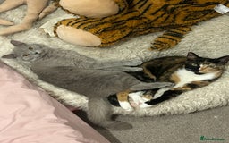 British Shorthair cats for sale: missy! grey british short hair. - Image 16