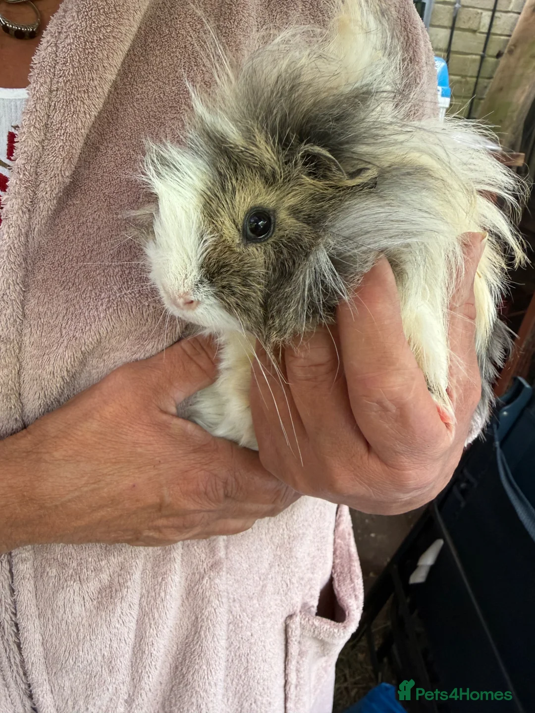 Guinea Pig rodents for sale: Baby Guinea pig  - Advert 4
