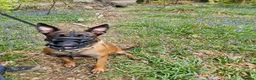 Belgian Shepherd Dog dogs for sale: Female Belgian malinos for rehoming  - Advert 5