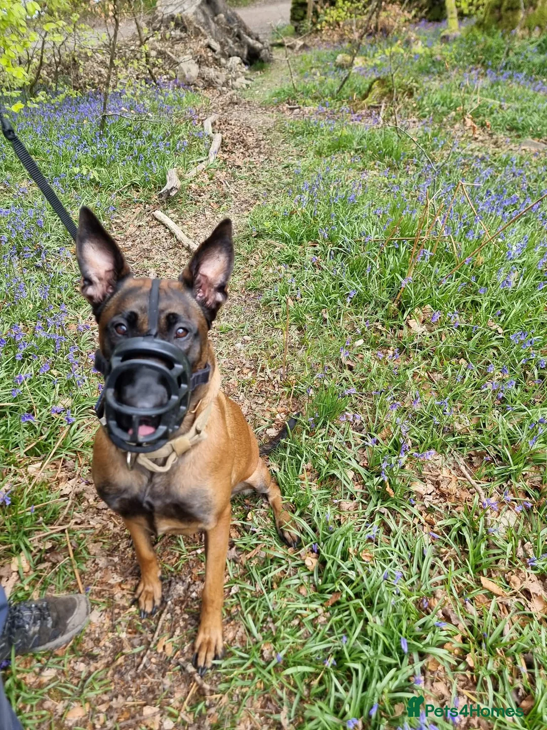 Belgian Shepherd Dog dogs for sale: Female Belgian malinos for rehoming  - Advert 5