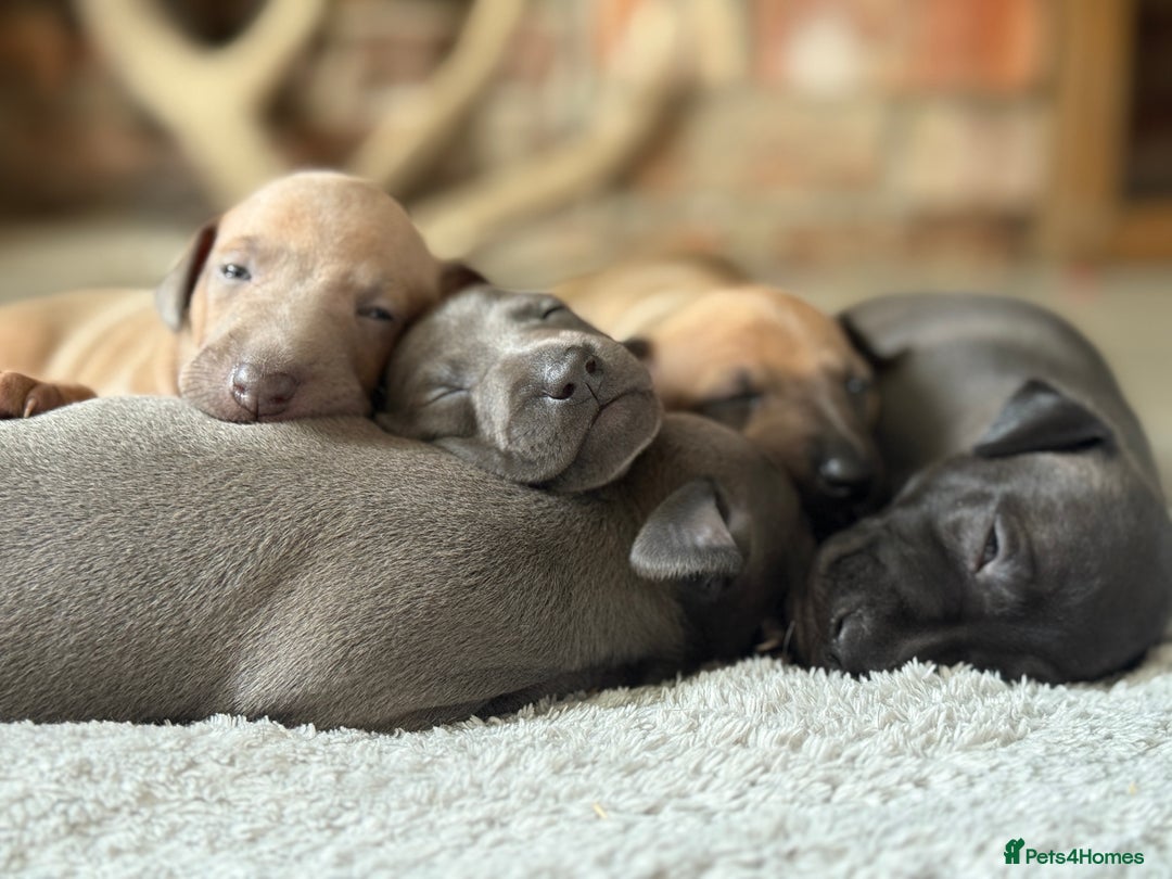 Italian Greyhound dogs for sale: Italian Greyhound Puppies from Champion Lines - Image 1