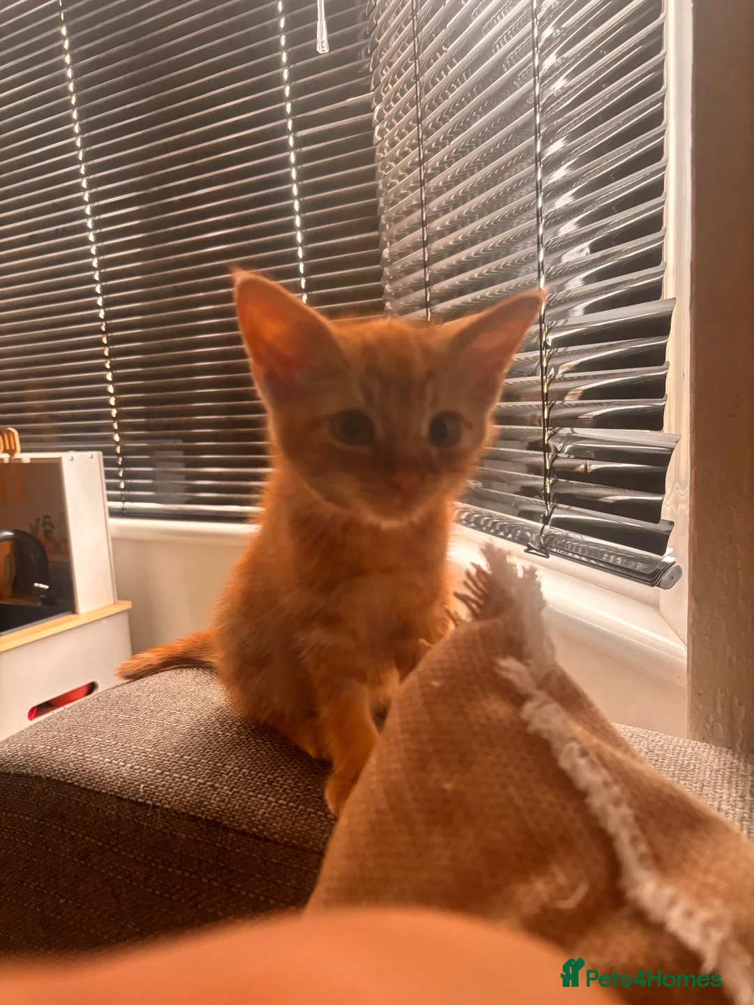 British Shorthair cats for sale: Male ginger kitten for sale  - Advert 2