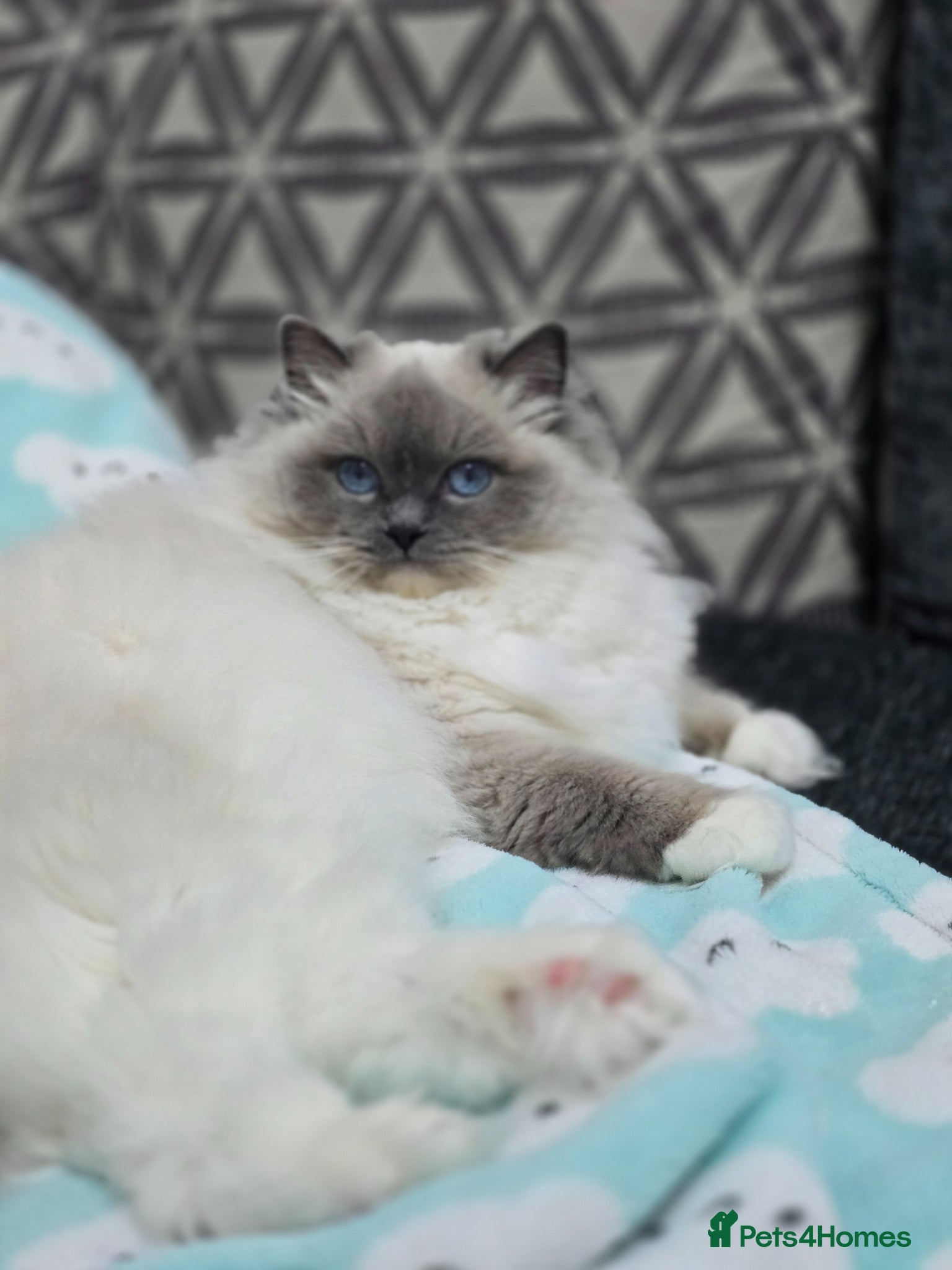 Ragdoll cats European Blue Mitted Ragoll - Advert 3