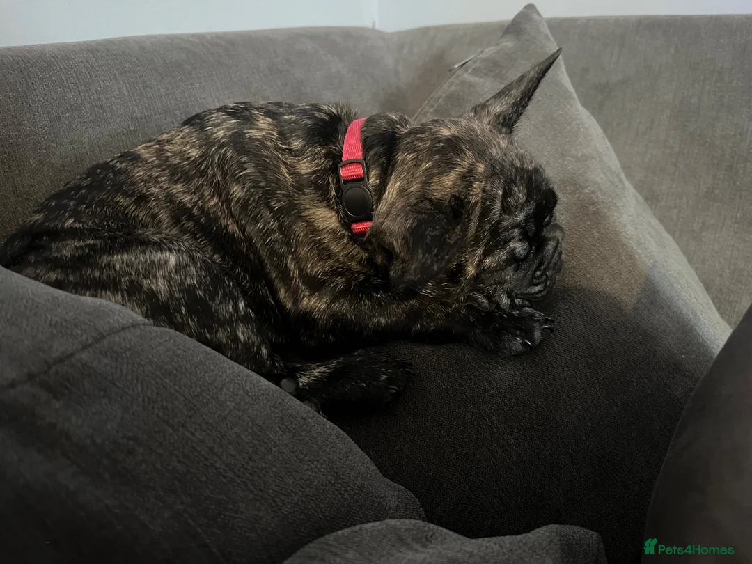 French Bulldog dogs for sale: Luna (please read description) - Advert 2