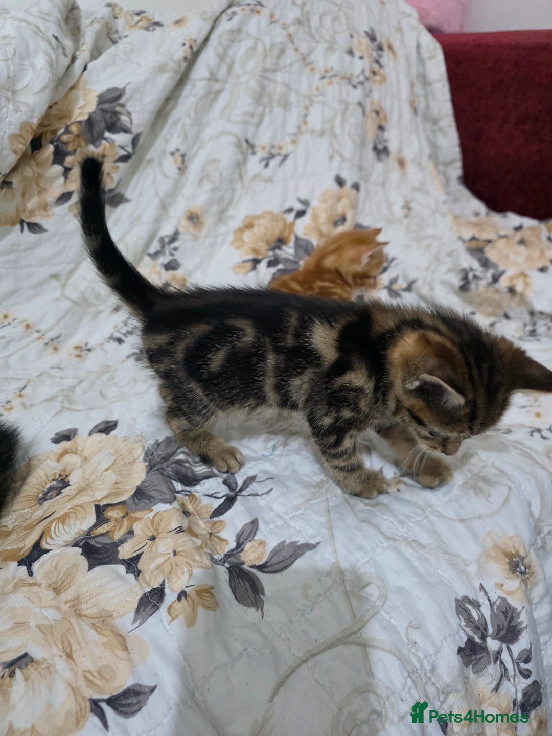 Mixed Breed cats for sale: 2 lovely girls looking for forever home  - Image 4