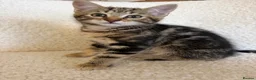 Mixed Breed cats for sale: 2 Kittens ready now in Emsworth - Advert 2