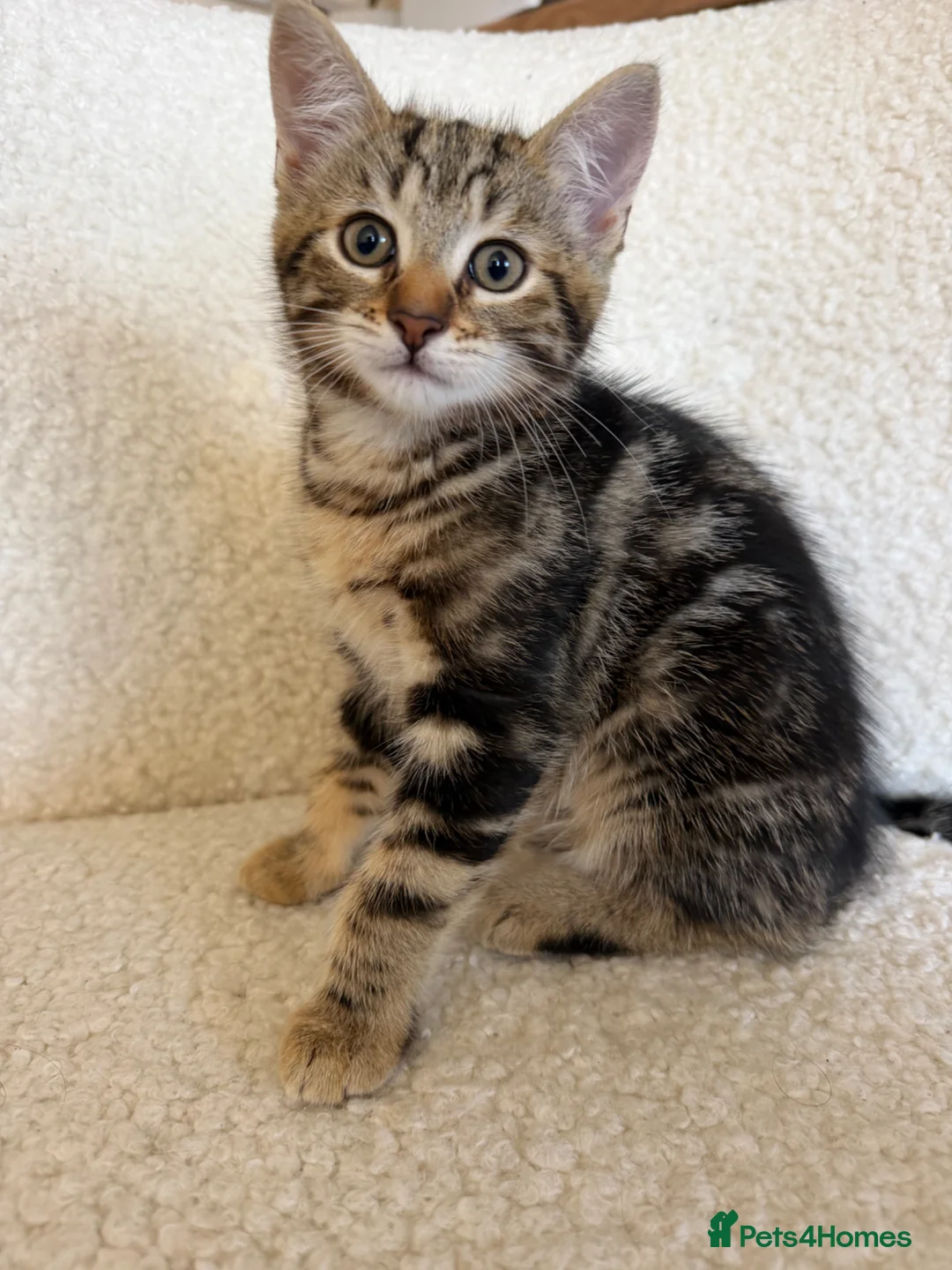 Mixed Breed cats for sale: 2 Kittens ready now in Emsworth - Advert 2