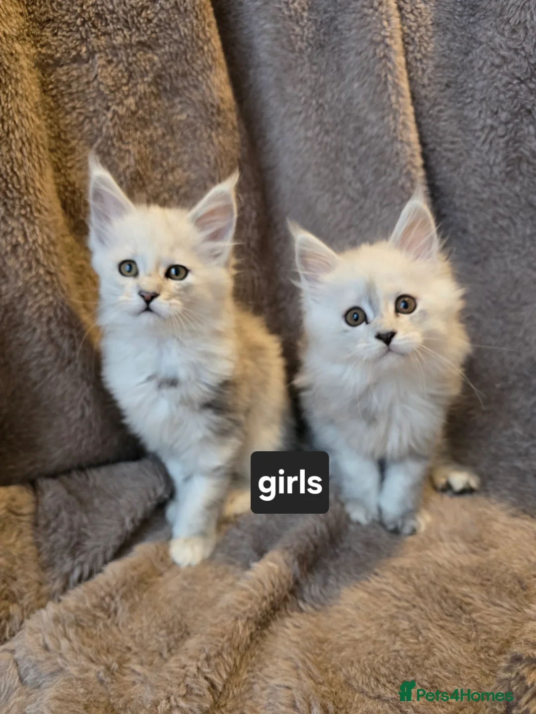 Maine Coon cats for sale: Shaded kittens  - Advert 6