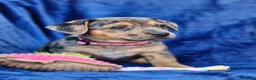 Jack Russell dogs for sale: Beautiful Litter of Jack Russell Puppies  - Advert 19