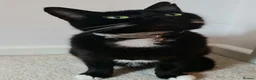 Mixed Breed cats for sale: Adorable & Playful Kittens Raised with Kids  - Advert 2