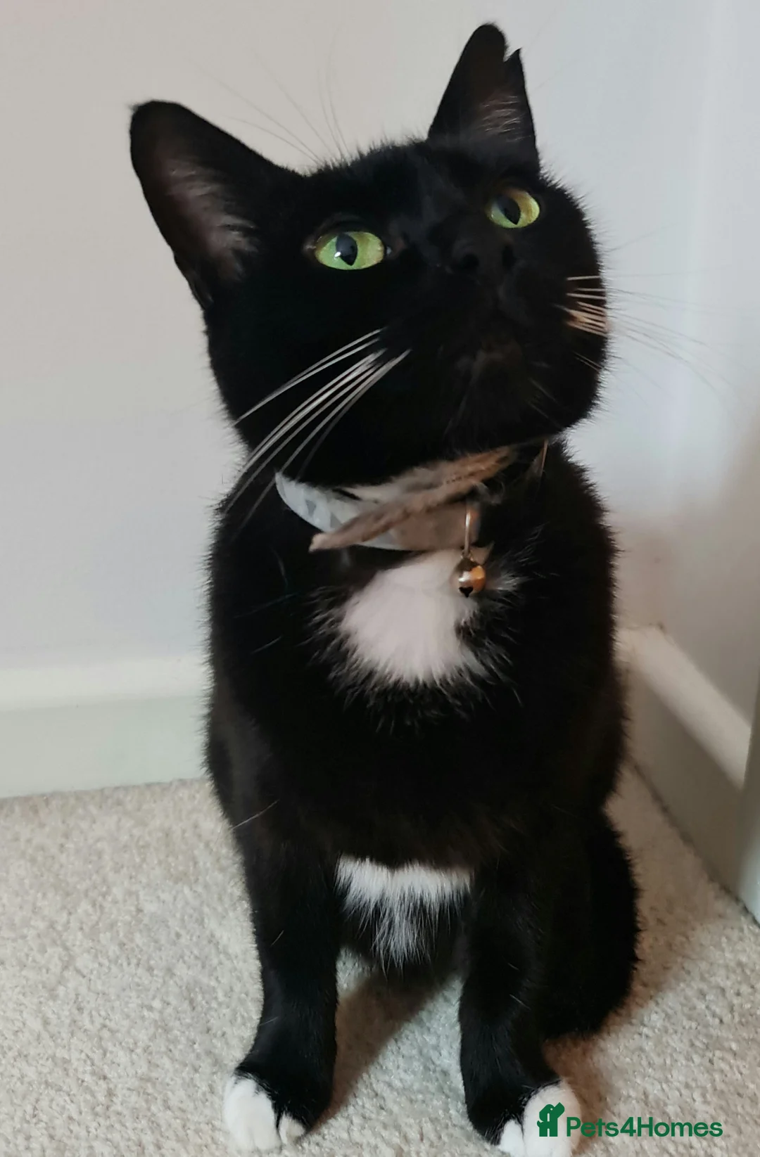 Mixed Breed cats for sale: Adorable & Playful Kittens Raised with Kids  - Advert 2