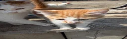 Mixed Breed cats for sale: 3 kittens looking for homes - Advert 4