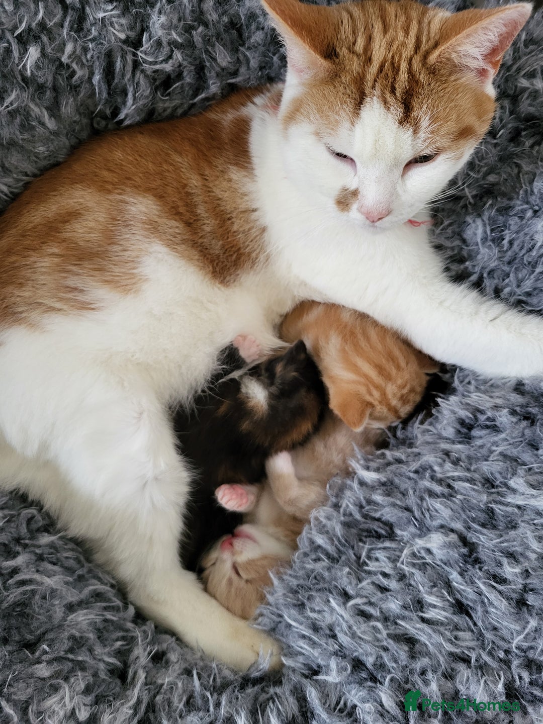 Mixed Breed cats for sale: 3 adorable kittens are looking for loving homes  - Advert 1