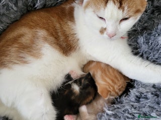 Mixed Breed cats 3 adorable kittens are looking for loving homes - Advert 1