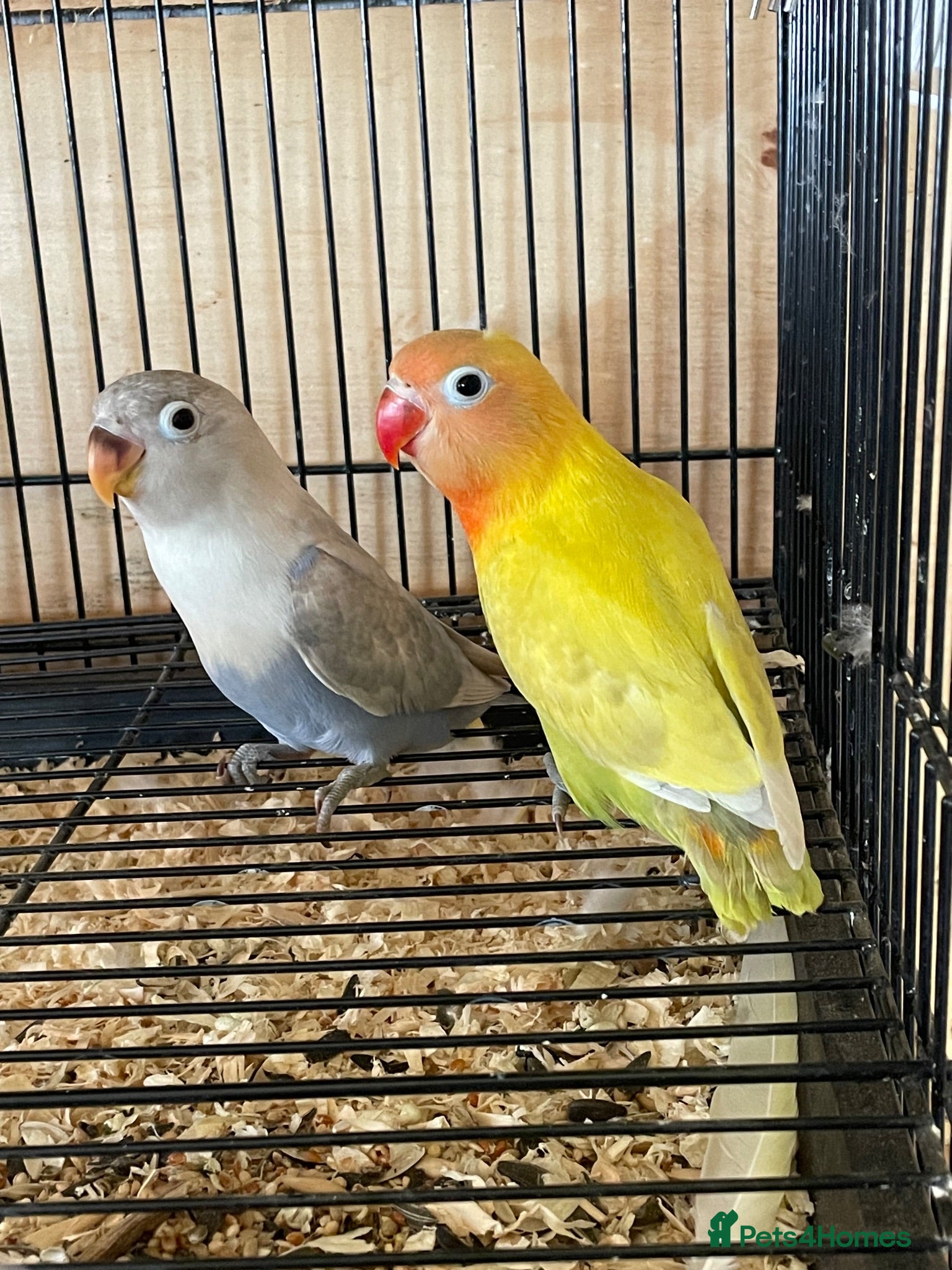 Lovebirds birds Lovebirds for Sale - Advert 1