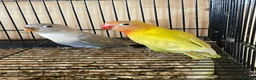 Lovebirds birds for sale: Lovebirds for Sale - Advert 1