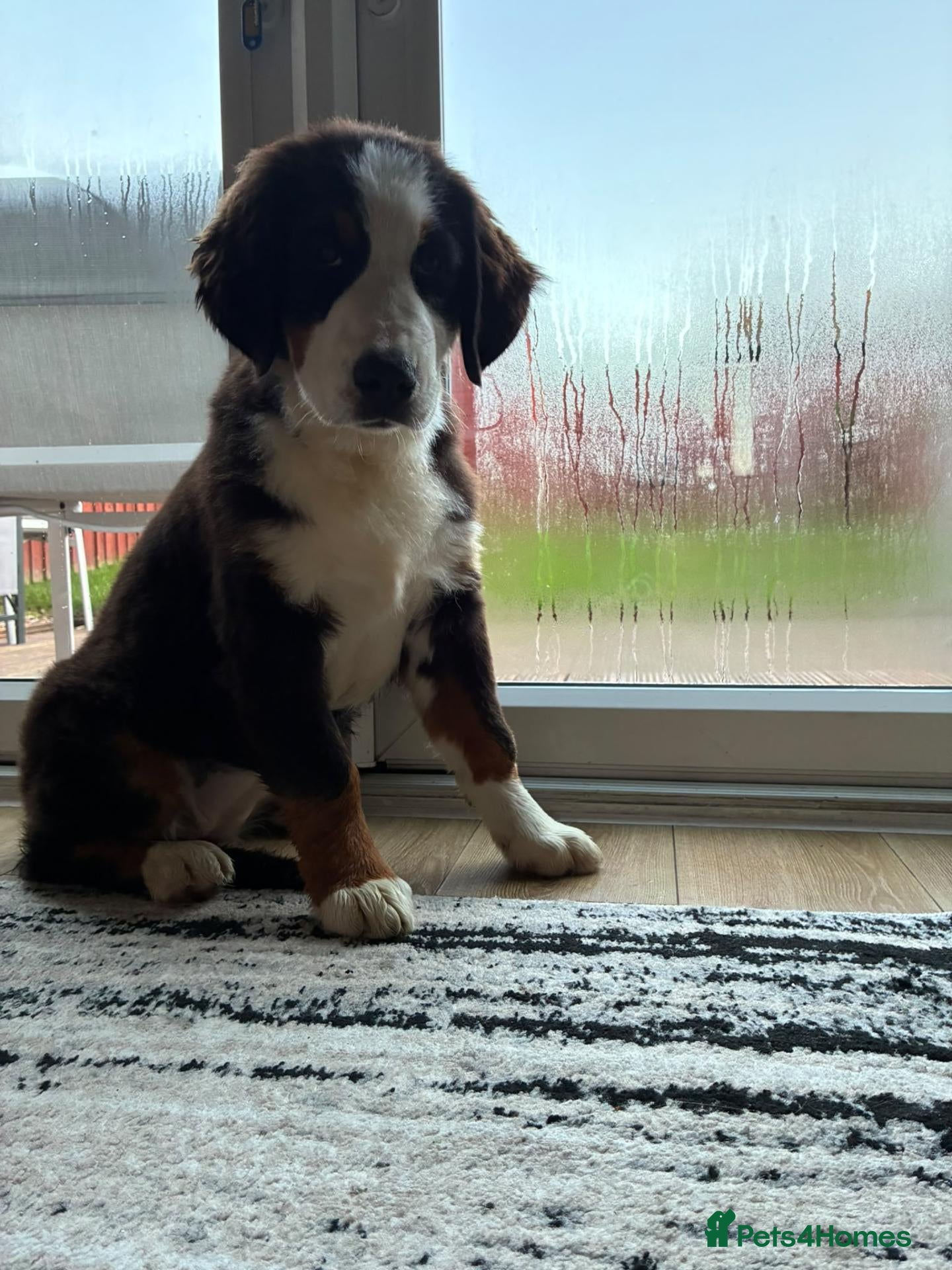 Bernese Mountain Dog dogs Bernese - Advert 1