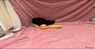 Pomeranian dogs - Advert 3
