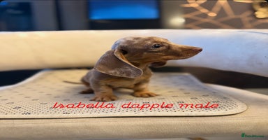 Miniature Dachshund dogs - Advert 8
